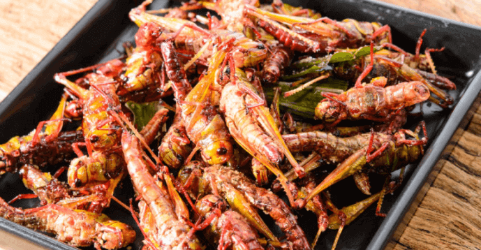 come cucinare cavallette commestibili in italia (1)