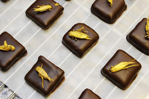 Ricette dolci a base di cavallette