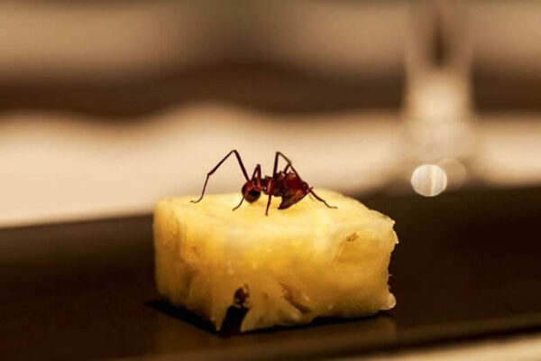 ananas con formica amazzonica min