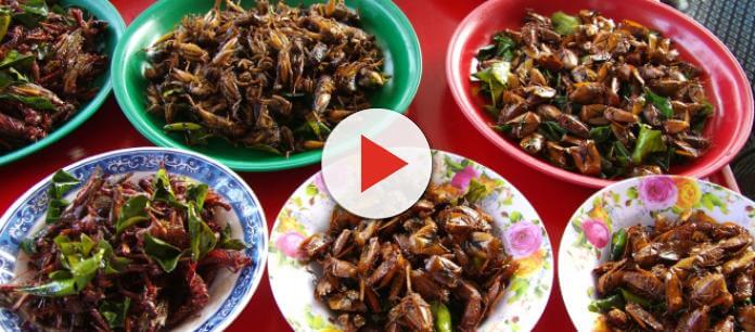 Risotto alle Blatte Ricetta, come cucinarlo, dove mangiarlo