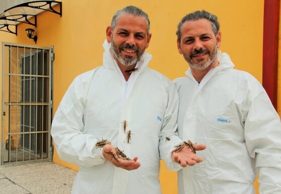 Allevamento Insetti a Monselice, il più famoso allevamento in Italia