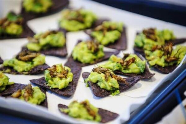 Piatti da Chef insetti commestibili anche in cucine di alto livello