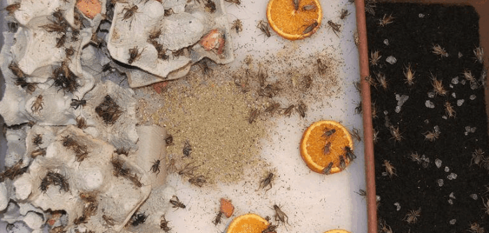 come allevare grilli in italia guida