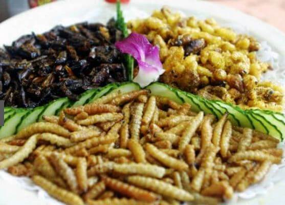 Dieta con insetti commestibili in Italia funziona davvero