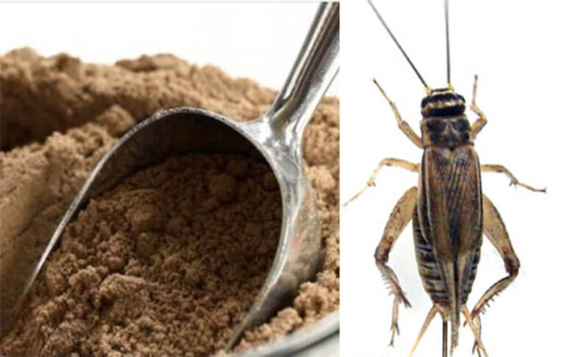 Perché mangiare farina di Grillo e tutte le caratteristiche