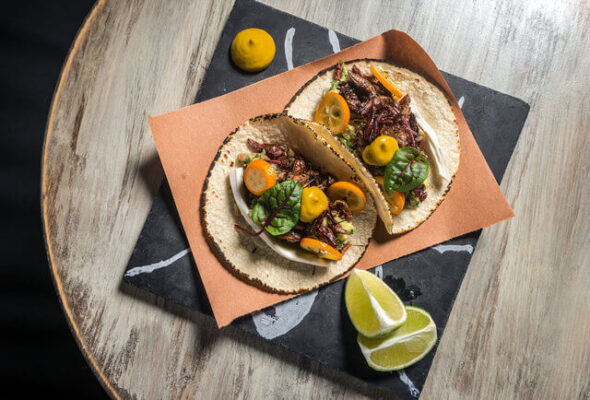 dove mangiare insetti commestibili a torino italia