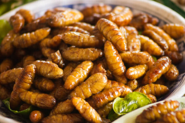 Migliori piatti a base di Larve della Farina