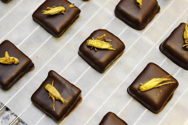 Migliori piatti a gusto di insetti commestibili cavallette sul torrone e lecca lecca di locuste