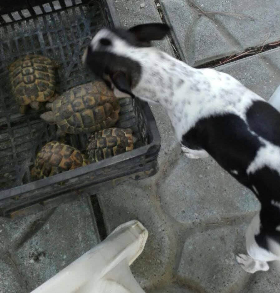 Zeus ultimi scatti 10