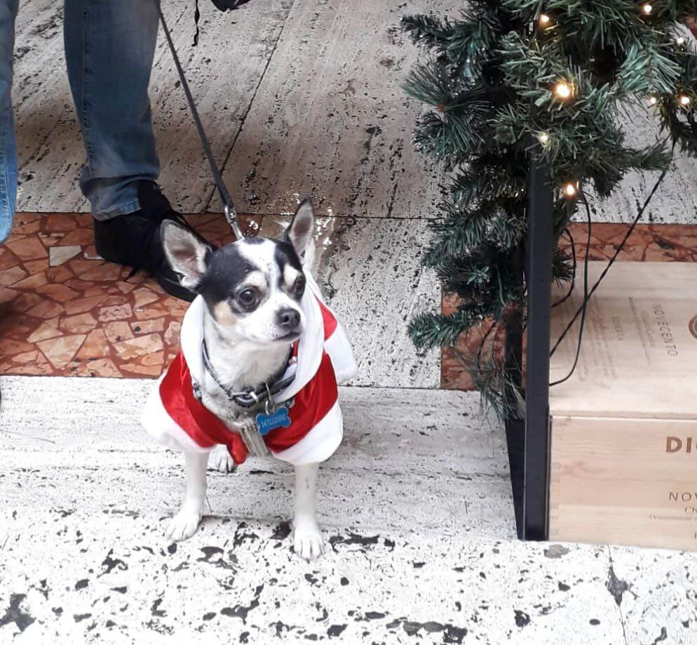 Zeus ultimi scatti 12