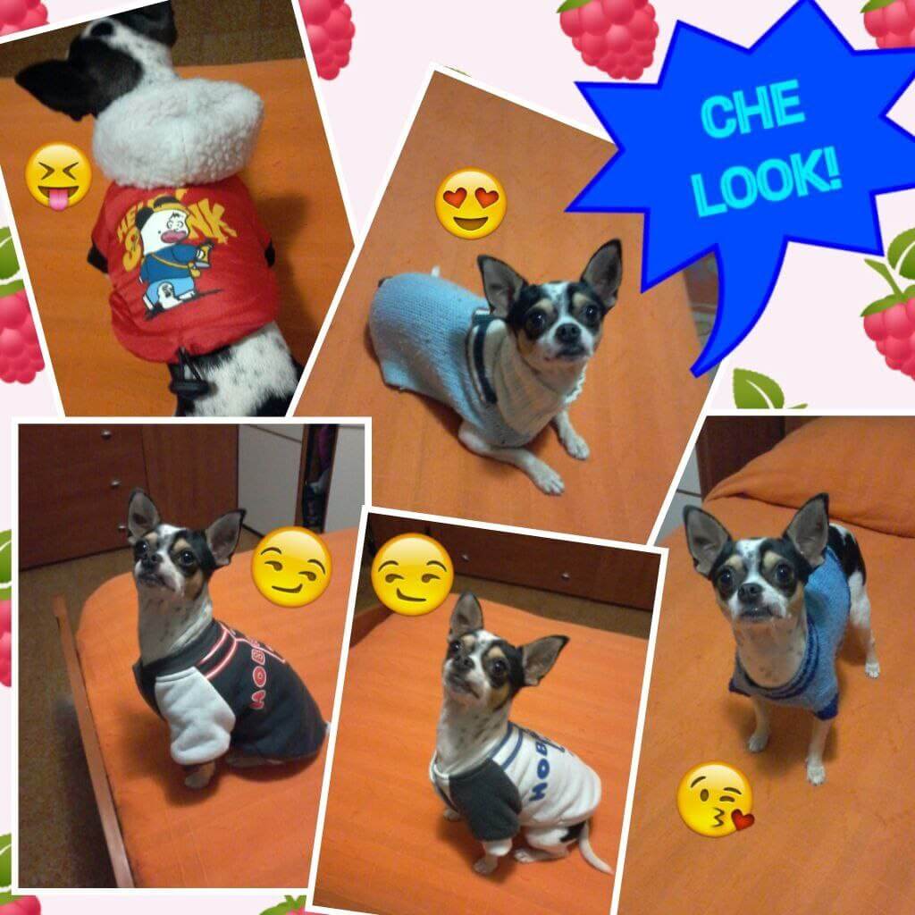 Zeus ultimi scatti 16