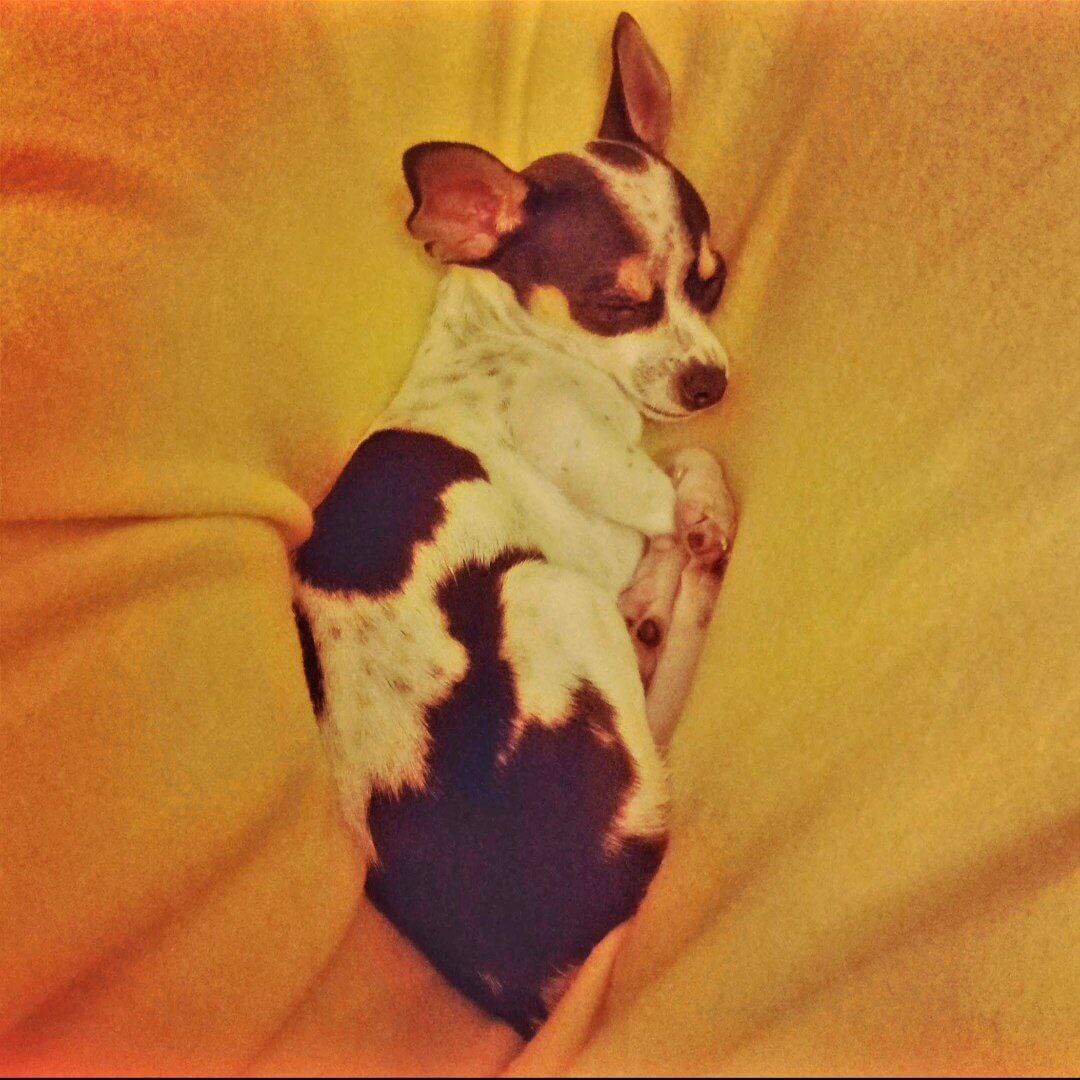 altre foto con zeus 5