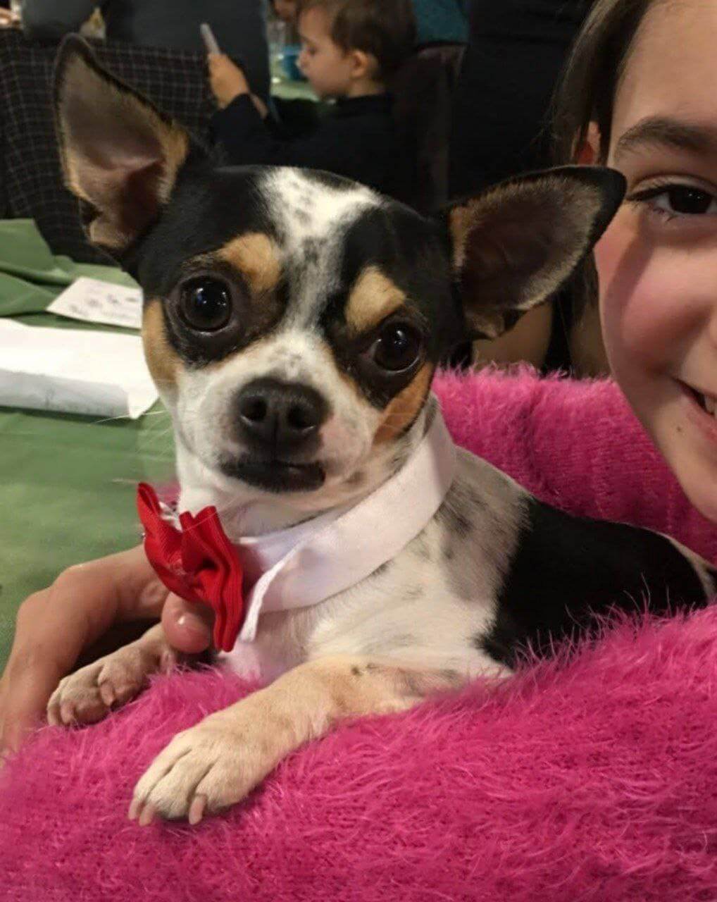 foto del cane Zeus 10