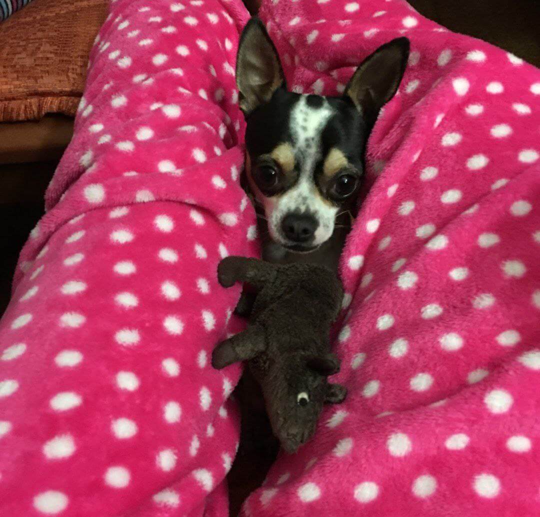 foto del cane Zeus 17 1