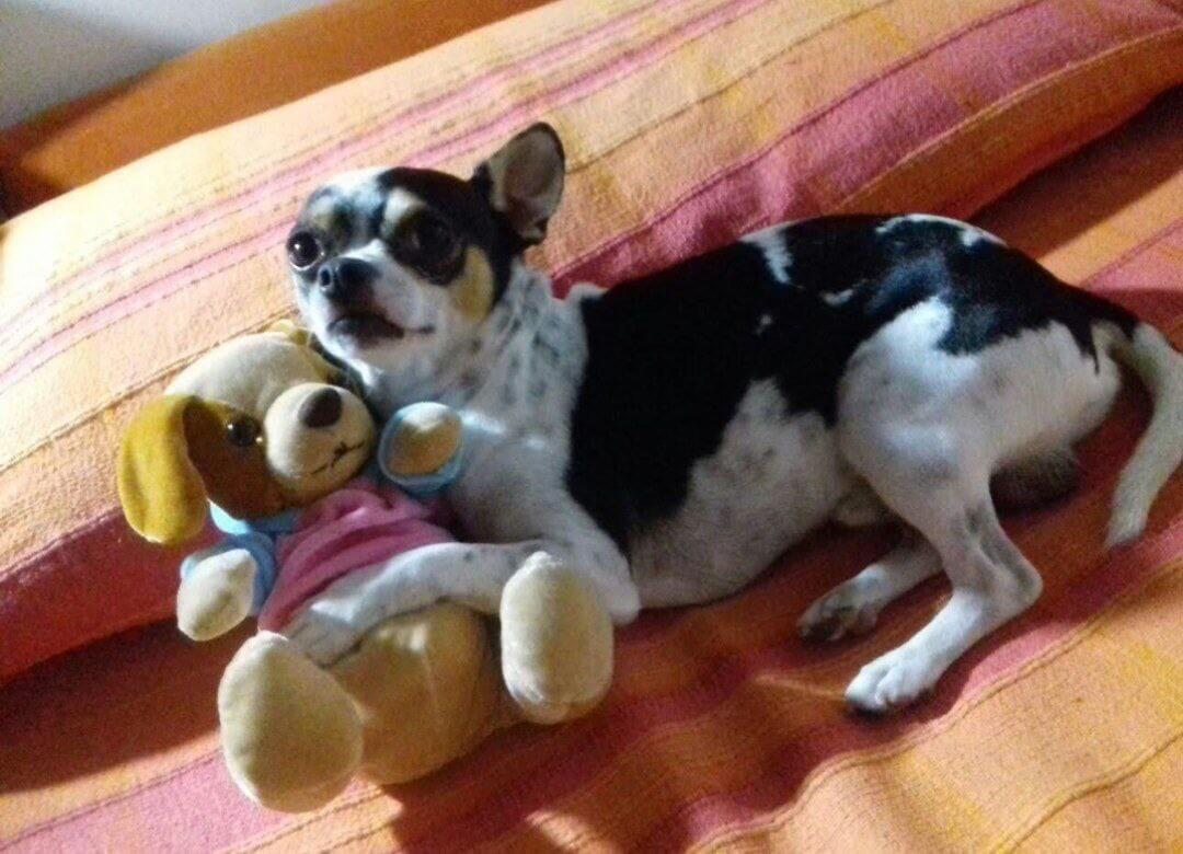 foto del cane Zeus 19 1