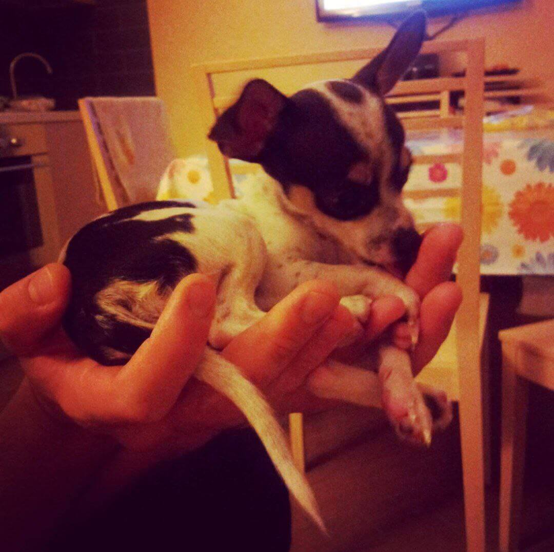 foto del cane Zeus 25