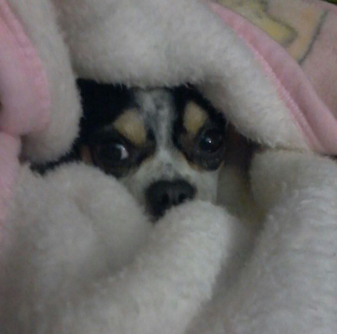 foto del cane Zeus 26