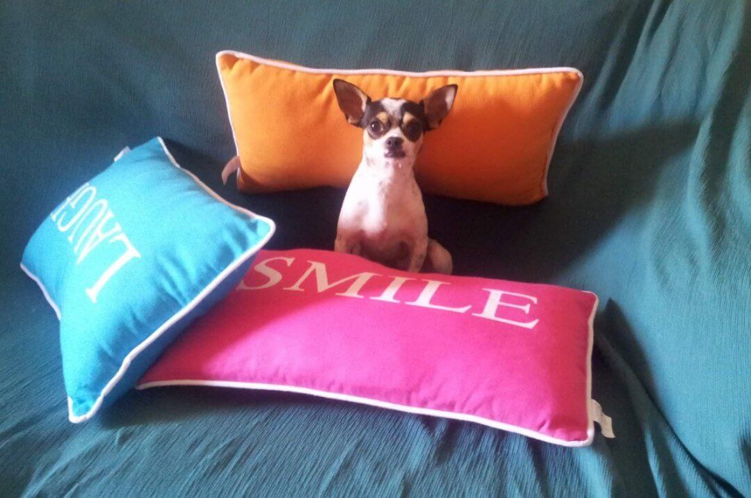 foto del cane Zeus 31