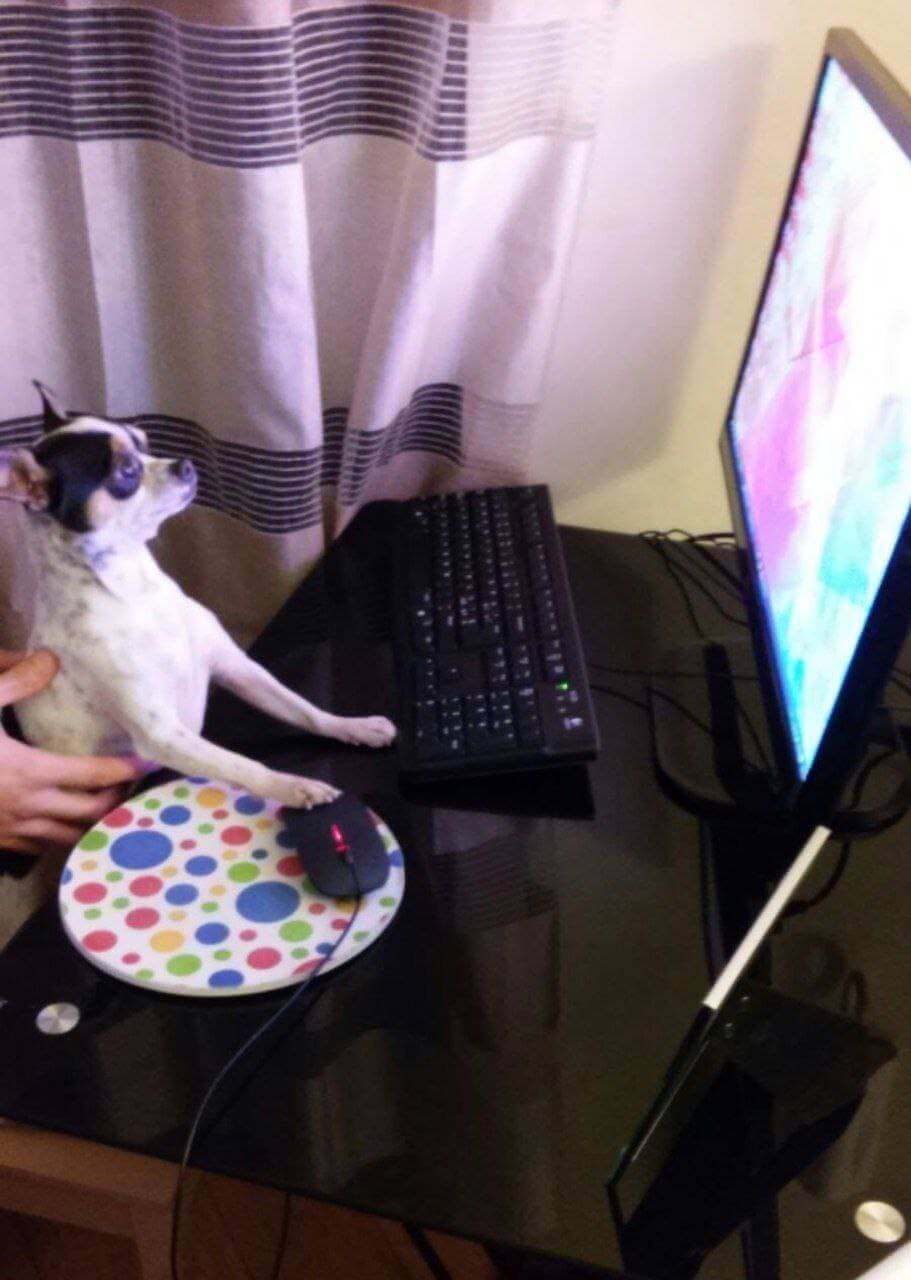 foto del cane Zeus 38