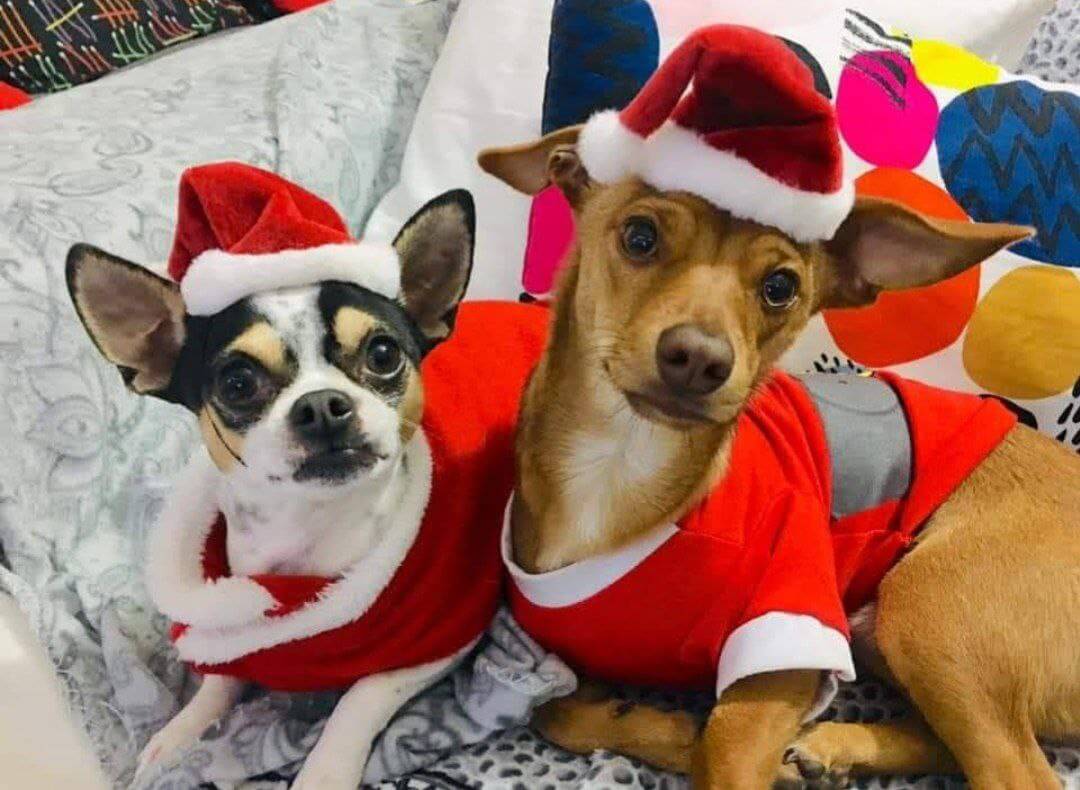 foto del cane Zeus 42