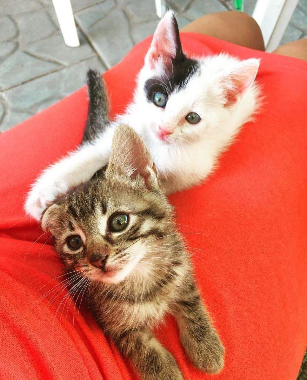 foto del cane Zeus 46