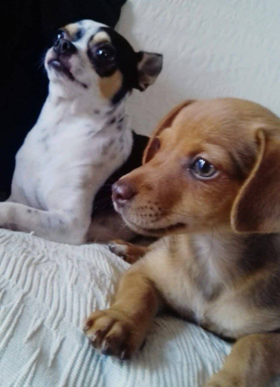 foto del cane Zeus 49