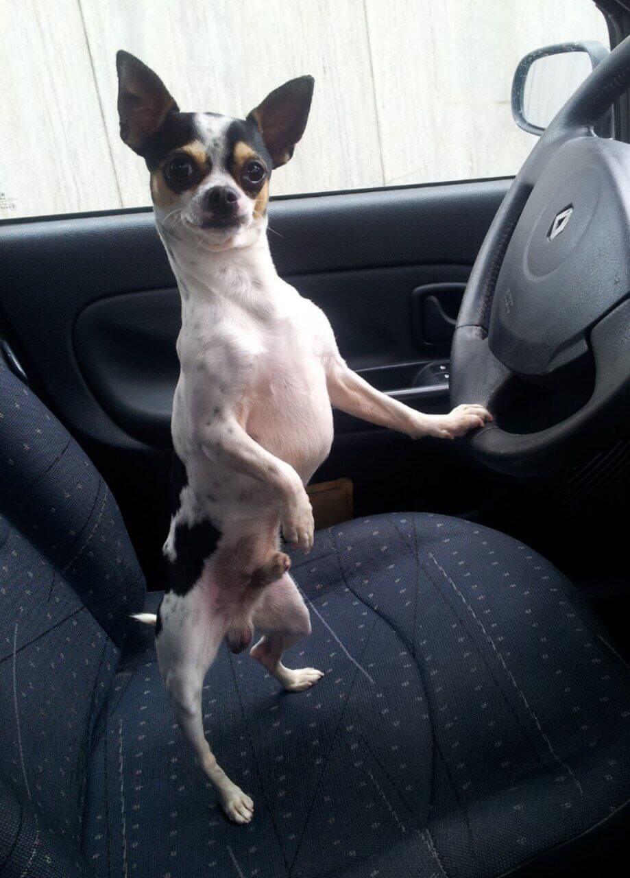 foto del cane Zeus 5