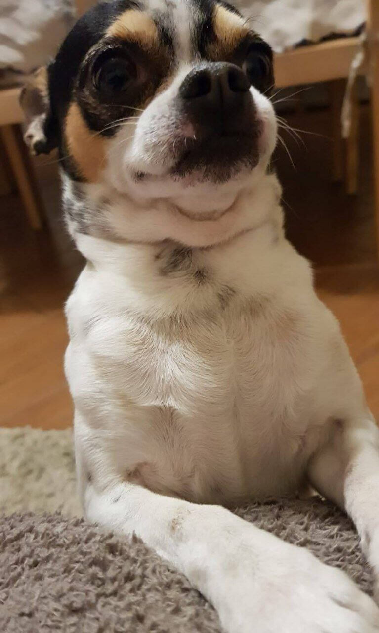 foto del cane Zeus 8