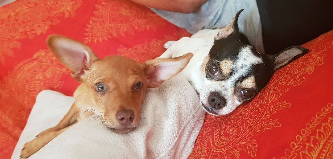 foto di zeus da piccolo 11