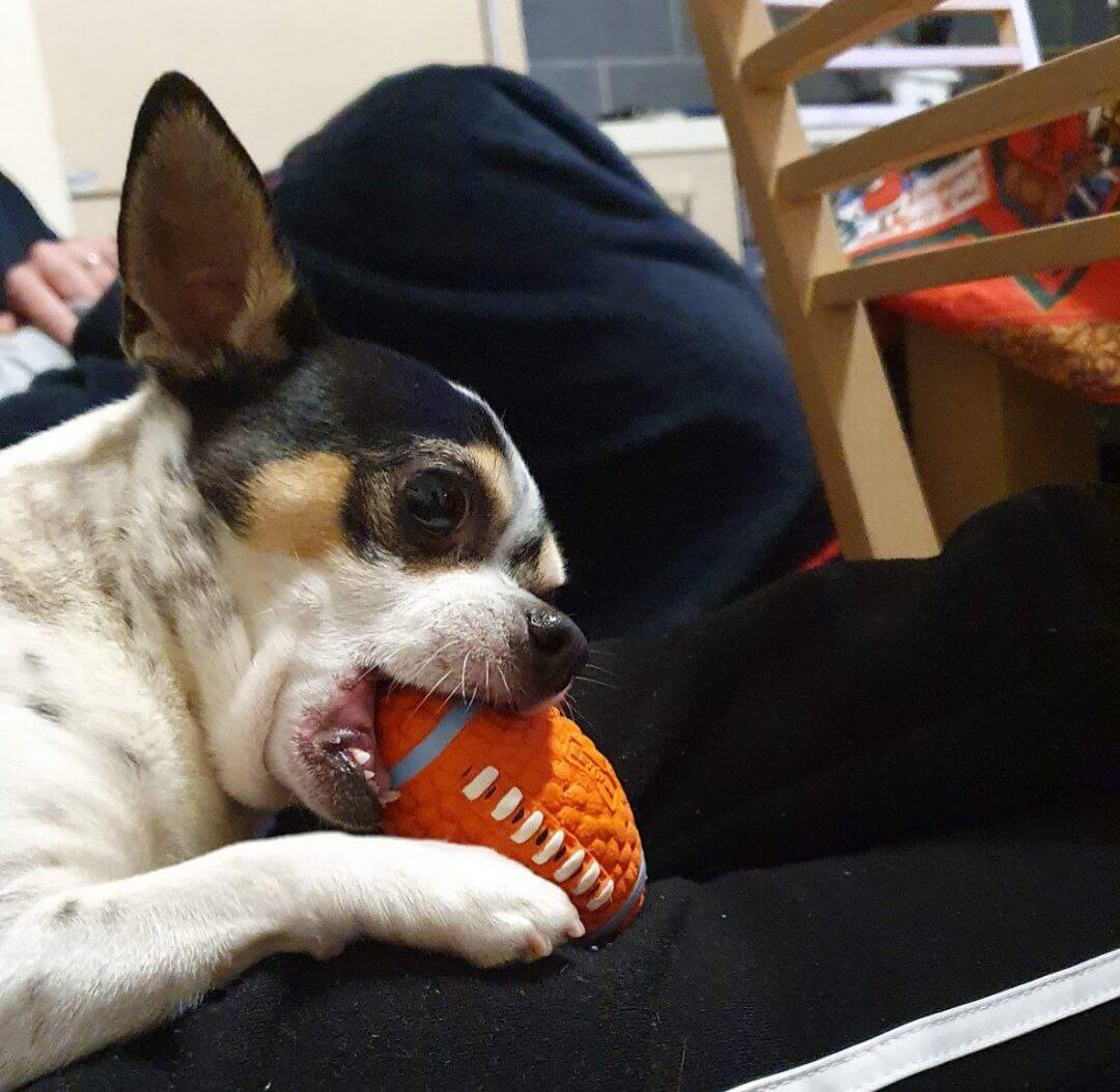 foto di zeus da piccolo 15 1