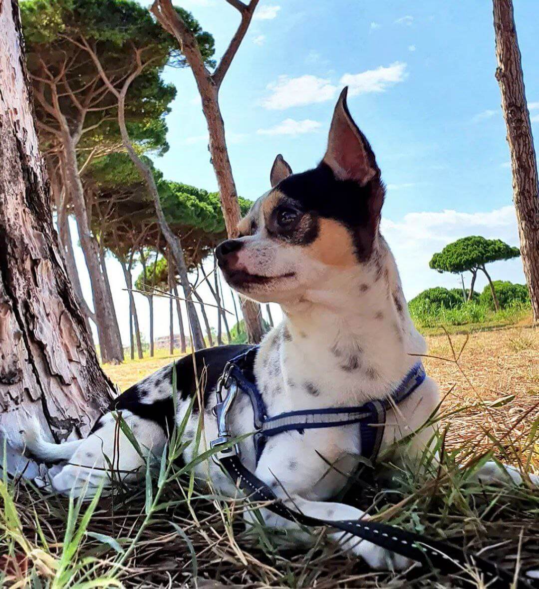 foto di zeus da piccolo 5 1