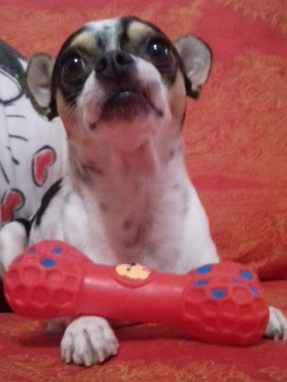 foto zeus con i suoi giochi