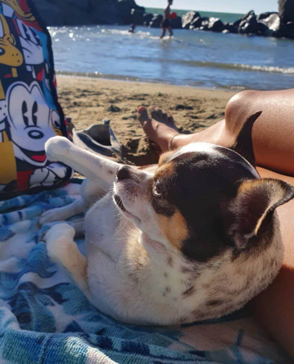 zeus mentre gioca 4 1