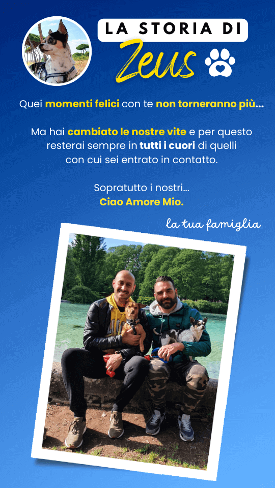 story instagram zeus ricordi (11)