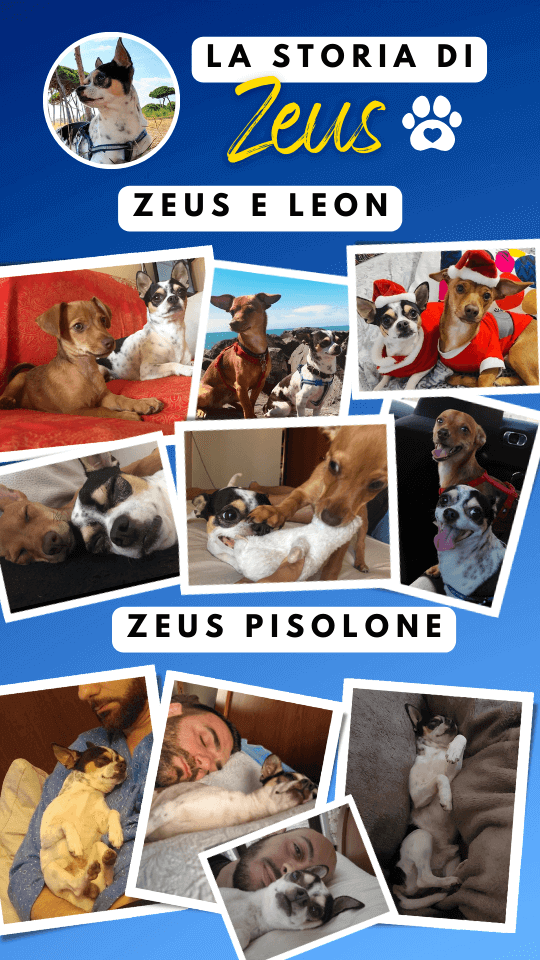 story instagram zeus ricordi (7)