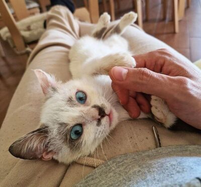 foto di hermes cerca famiglia (1)